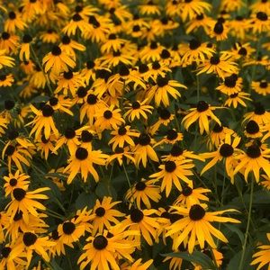 Meet your Posher, Bella